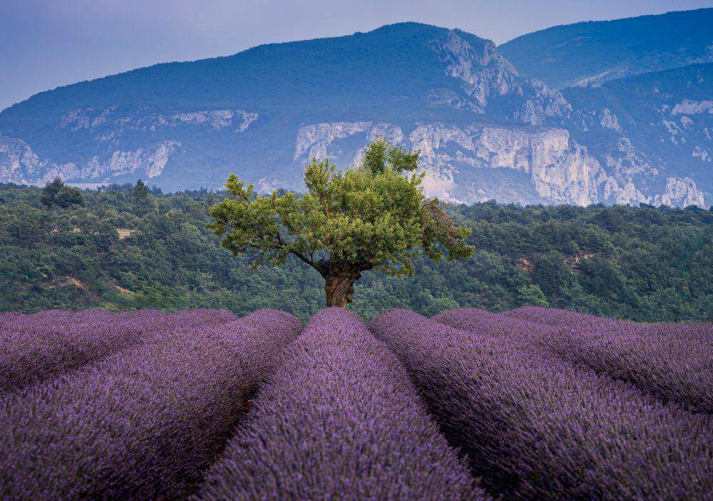 Provence (unsplash.com/le Sixième Rêve)