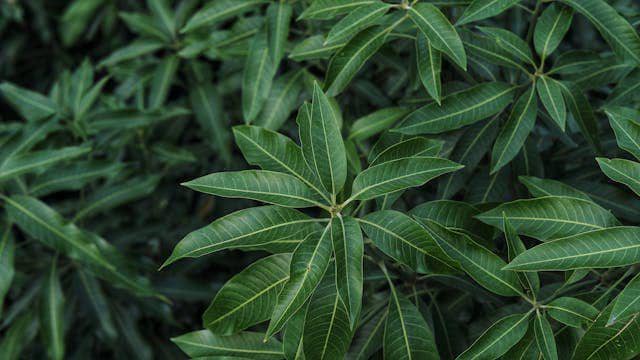 ilustrasi daun mangga (pexels.com/arturo)