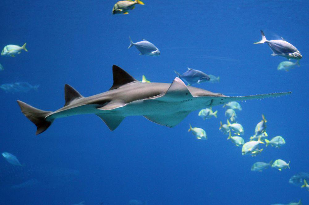 5 Ikan Raksasa yang Dilindungi di Indonesia, Populasinya Terus Menurun