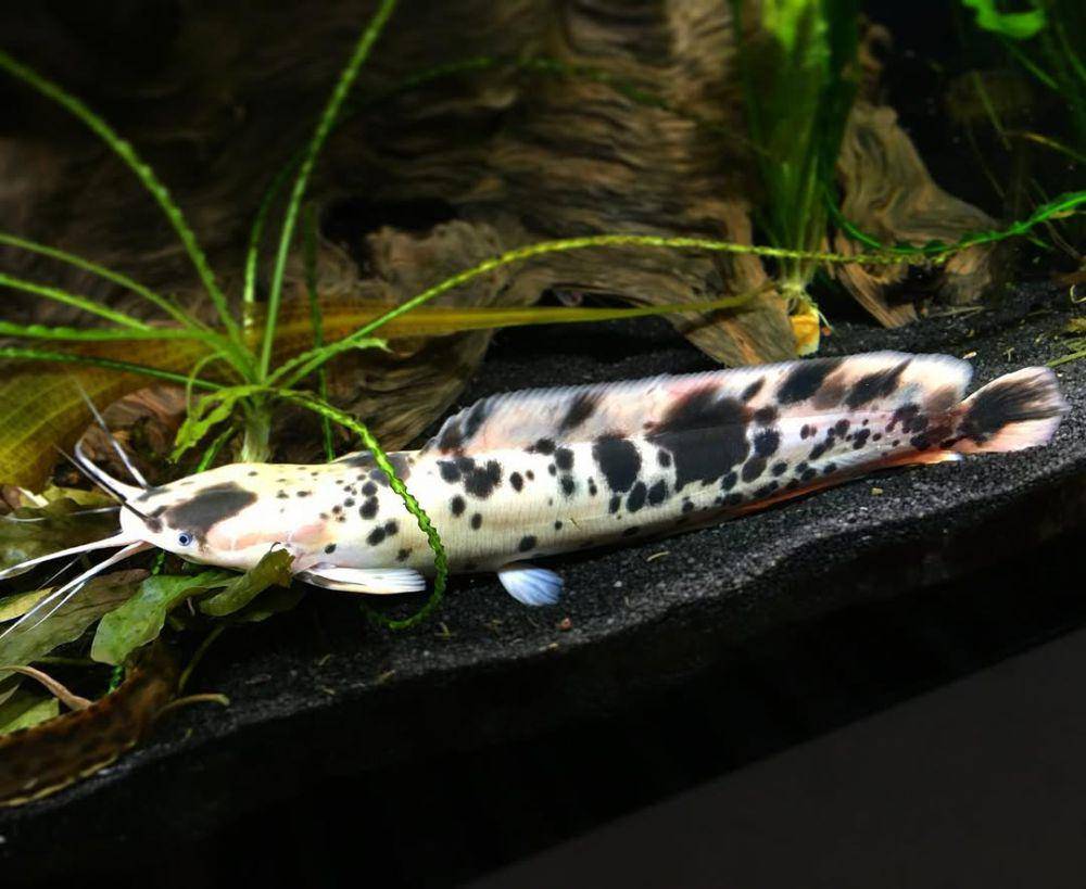 Ikan lele berjalan (instagram.com/orchidlover22)