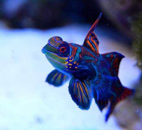 Ikan hias mandarinfish (instagram.com/blueoceancollection)