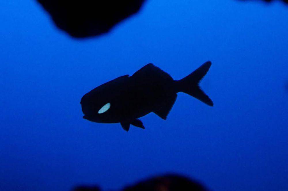 Ikan senter sirip terbelah (instagram.com/aquarium_photos)