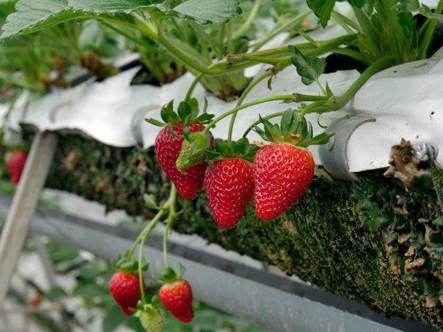 Cuma Pakai Pot, 4 Tanaman Buah Paling Recommended Ditanam di Rumah