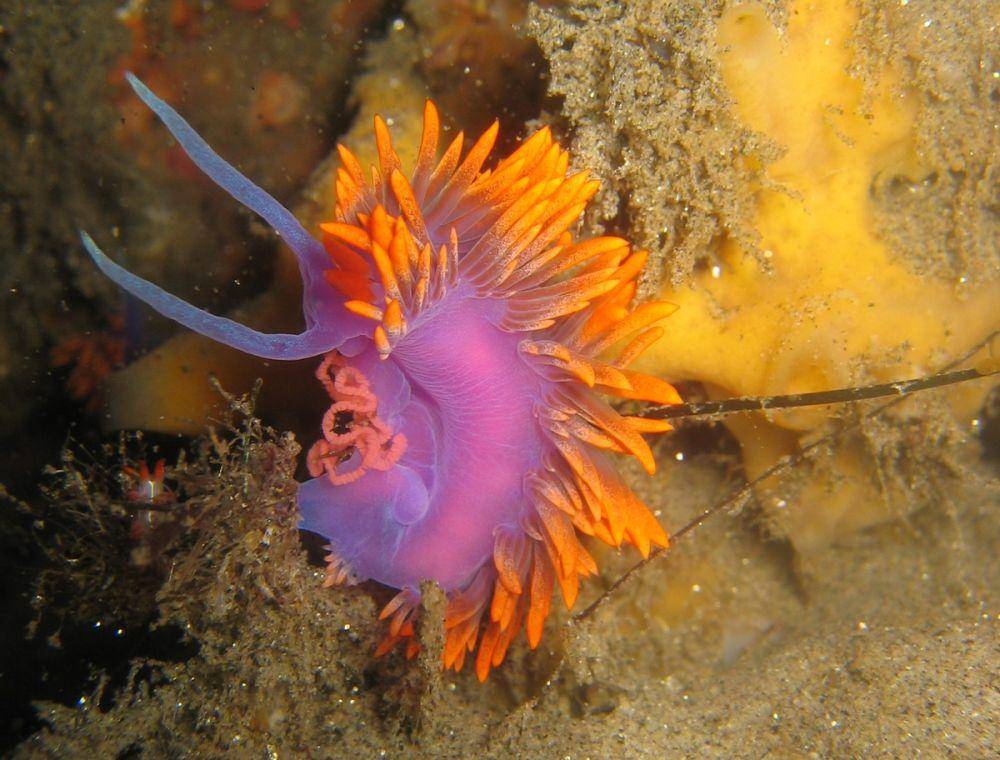 nudibranch (commons.wikimedia.org/Magnus Kjærgaard)