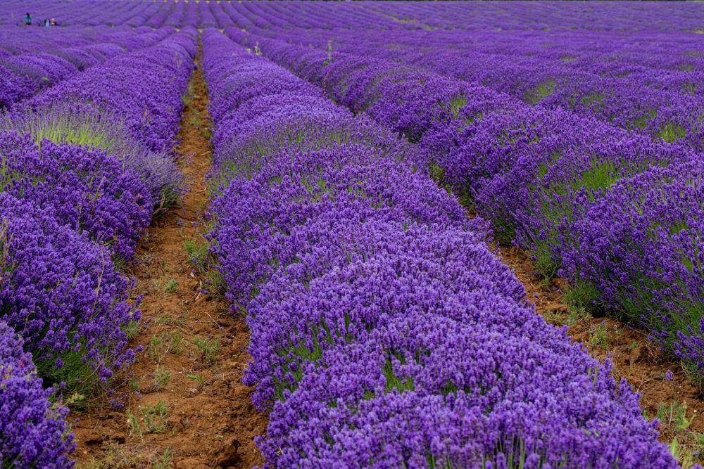 Norfolk (unsplash.com/Sue Winston)
