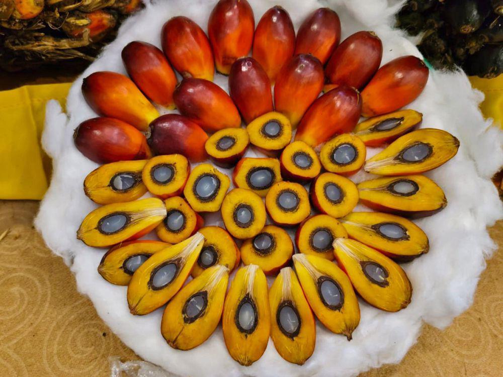 Asian Agri Kenalkan Benih Sawit Unggul Topaz