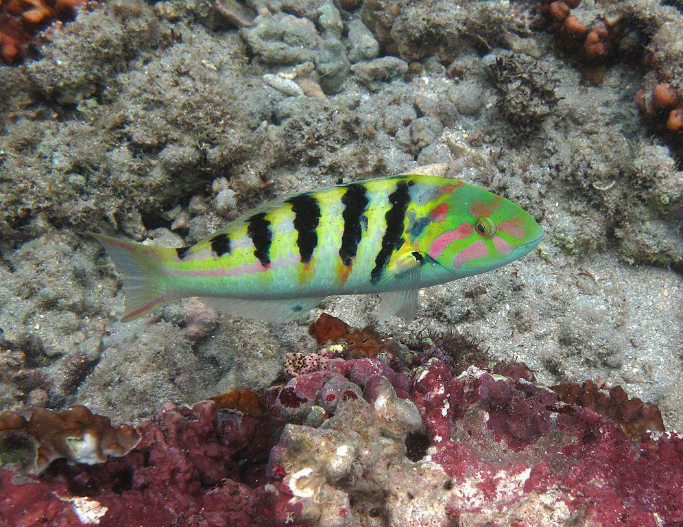 5 Fakta Menarik Wrasse Bergaris Enam, Bisa Melompat dari Akuarium!