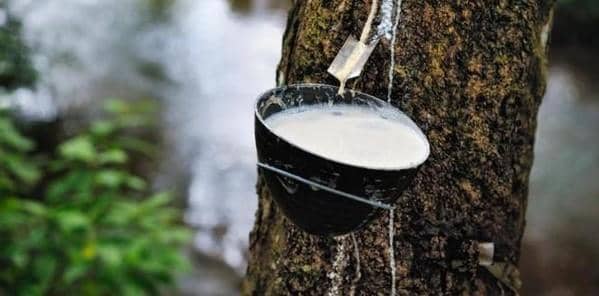 Getah karet (Kupas Tuntas)