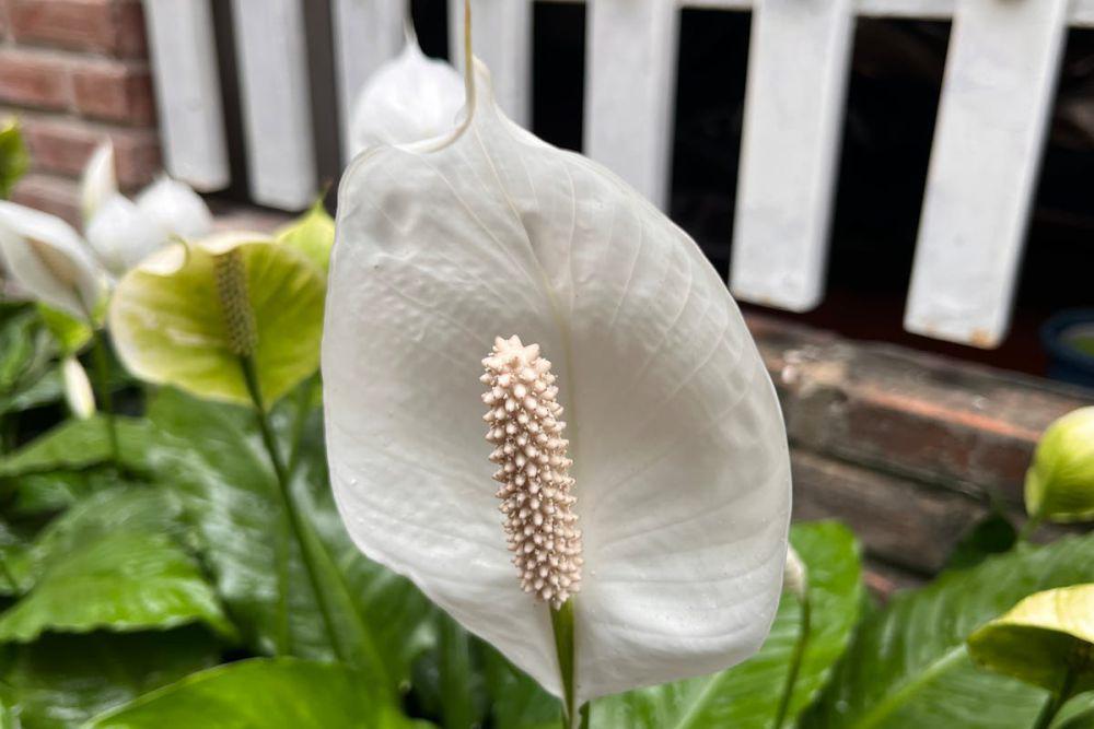 7 Tanaman Indoor yang Gak Rewel Walau Kena AC Terus