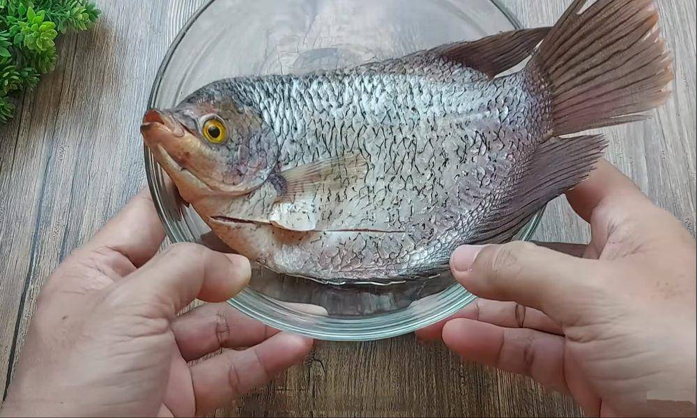 ilustrasi ikan gurame (YouTube.com/Resep Abi)