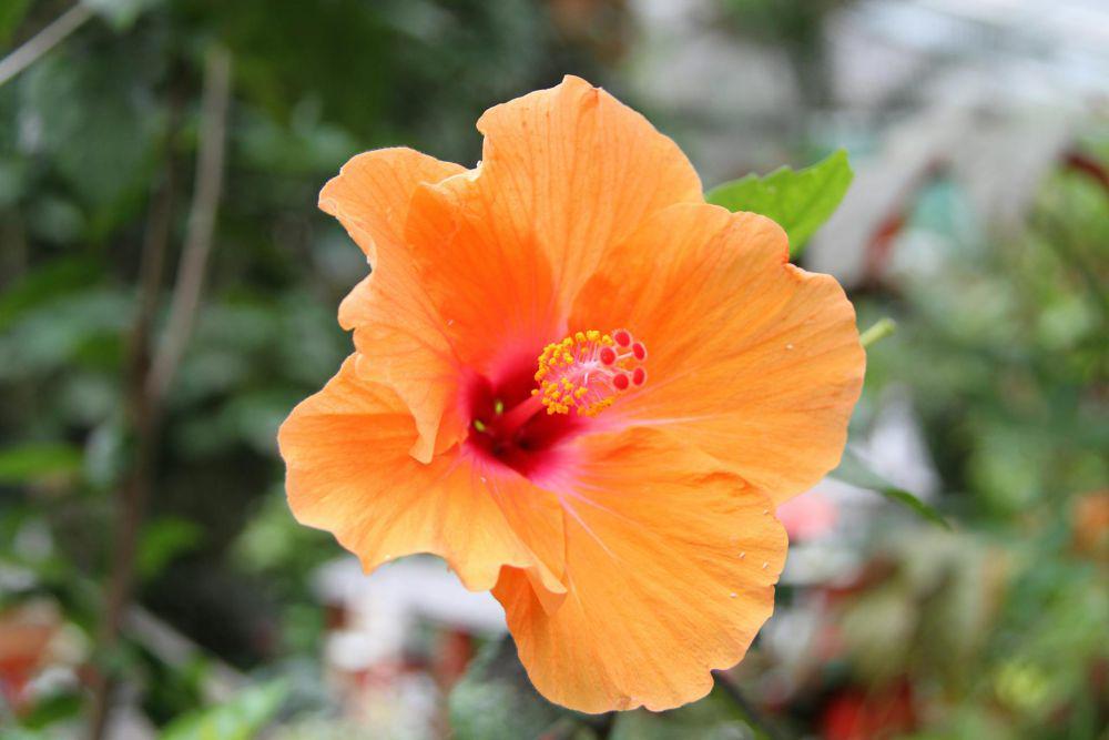 5 Fakta Menarik Bunga Hawaiian Hibiscus, Keindahannya Bikin Terpesona