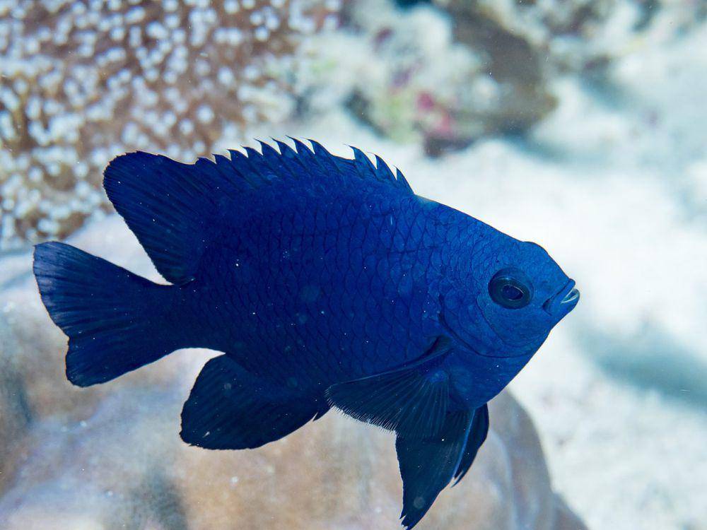 Damsel hidup (commons.wikimedia.org/Rickard Zerpe)