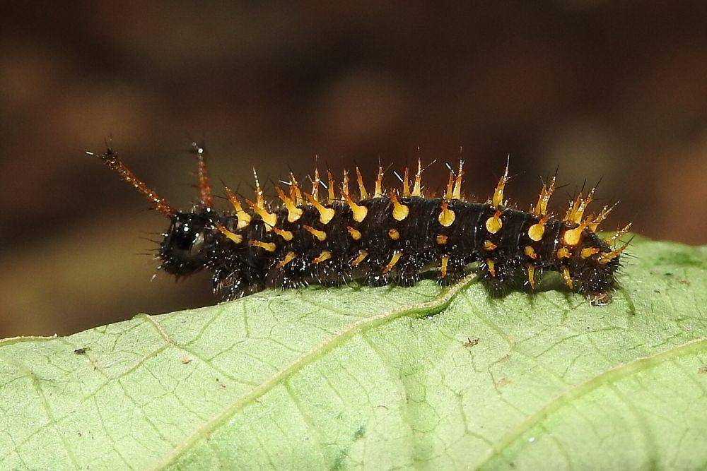 ulat Kallima (commons.wikimedia.org/Dr. Raju Kasambe)