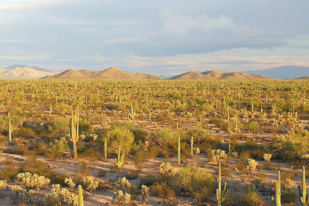 Gurun Sonoran (commons.wikimedia.org/ΙΣΧΣΝΙΚΑ-888)