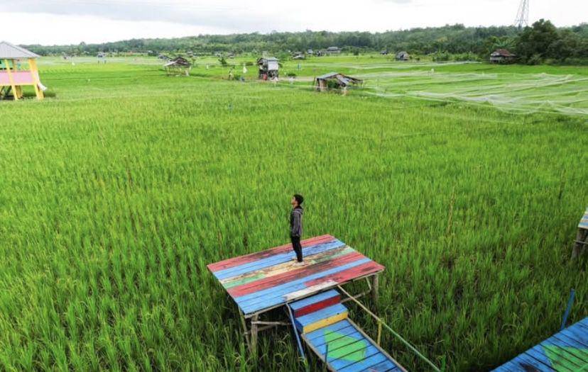 Sawah di Desa Tebing, Bangka Barat (instagram/@fauzi.oz1)