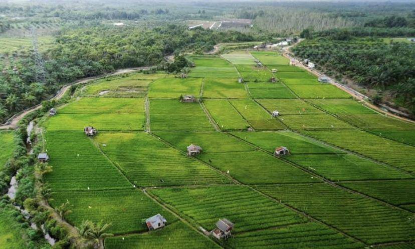 Sawah di Desa Tebing, Bangka Barat (instagram/@fauzi.oz1)