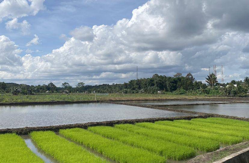 Sawah Pelawan Desa Namang, Bangka Tengah (dok pribadi/Cici Nasya Nita)