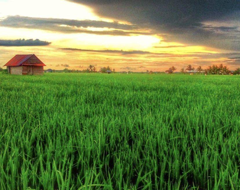 Sawah di Desa Rias, Bangka Selatan (instagram.com/susantiananda)