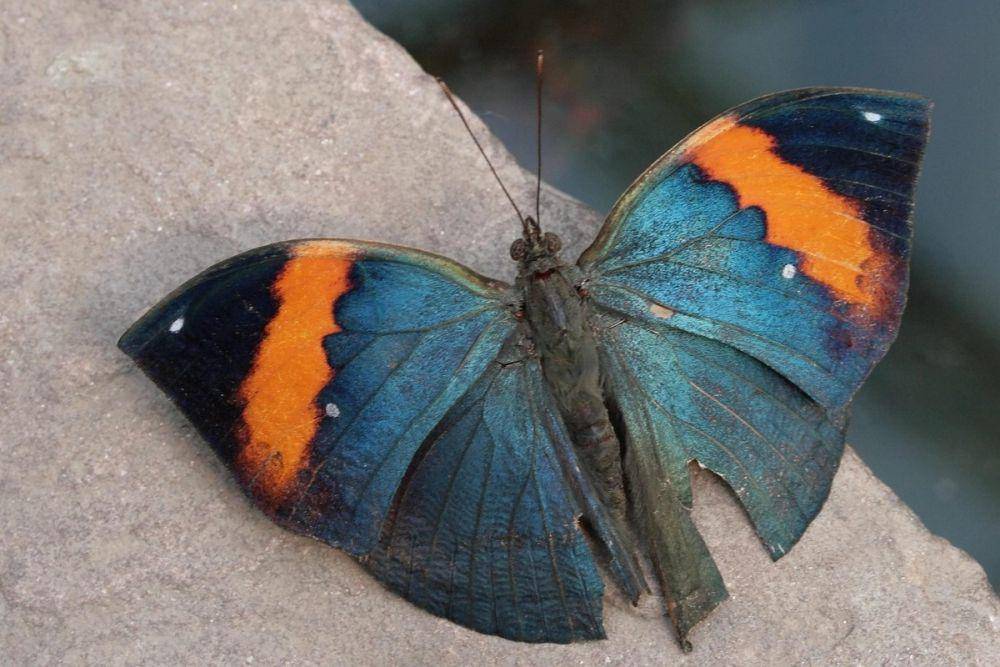 bagian atas kupu-kupu Kallima (pixabay.com/Siegella)