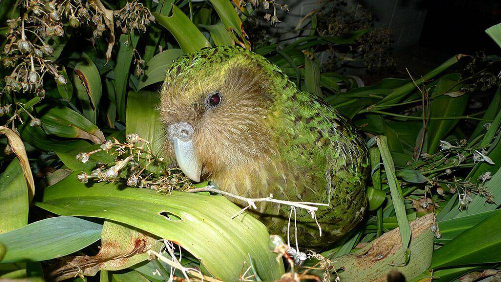 Strigops habroptilus (commons.wikimedia.org/Department of Conservation)