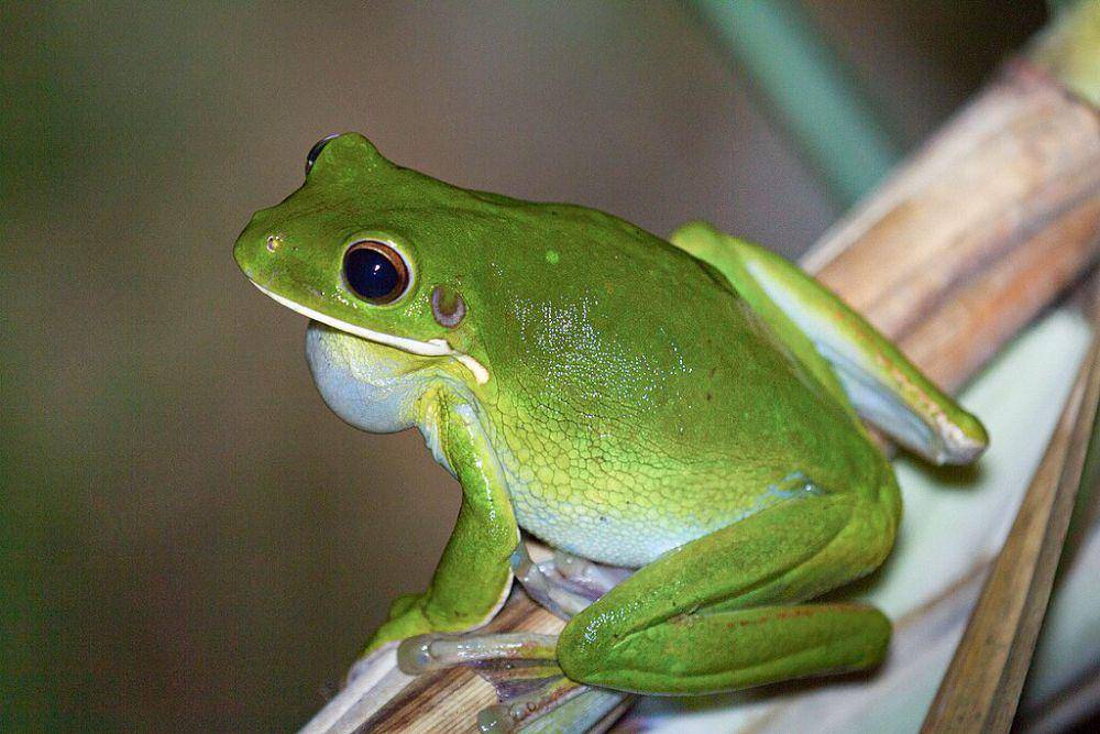 Nyctimystes infrafrenatus (commons.wikimedia.org/Kristof Zyskowski and Yulia Bereshpolova)