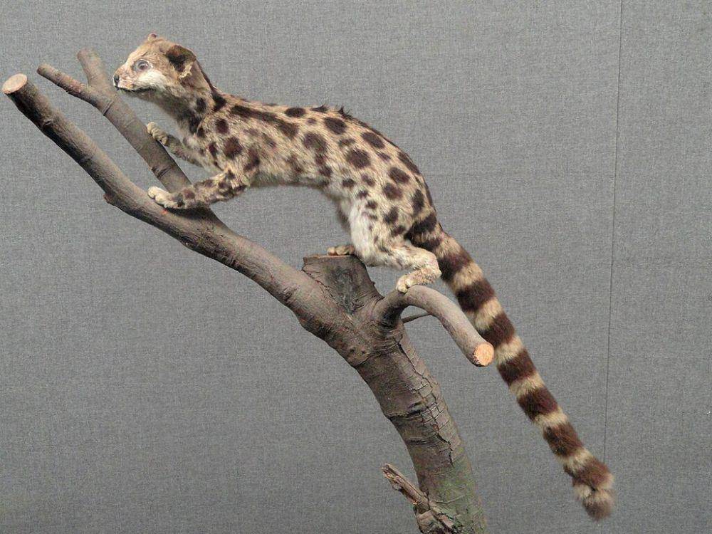 Prionodon pardicolor (commons.wikimedia.org/Daderot)