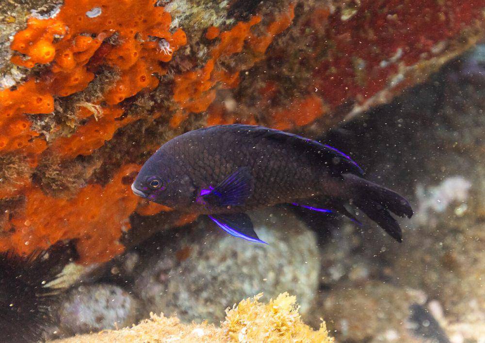 Damsel hitam (commons.wikimedia.org/Diego Delso)