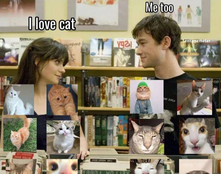 meme kucing viral (instagram.com/sentimemeter)