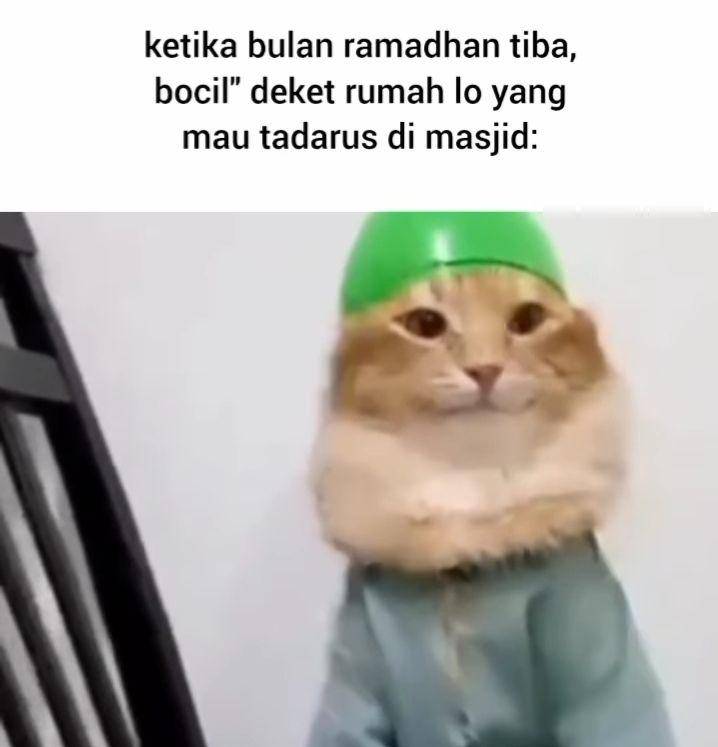 meme kucing viral (instagram.com/meme.awokawoka)