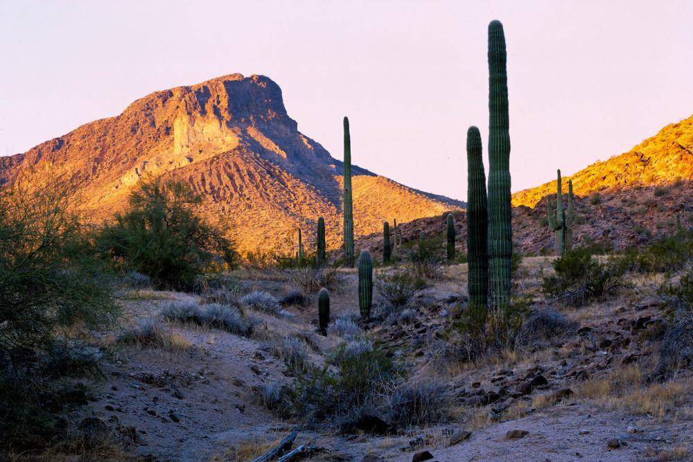 Gurun Sonoran (unsplash.com/Jim Witkowski)