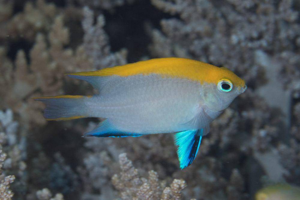 Damsel hitam (inaturalist.org/Mark Rosenstein)