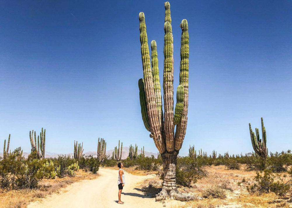 Kaktus Saguaro (pexels.com/Anuar Gresati)