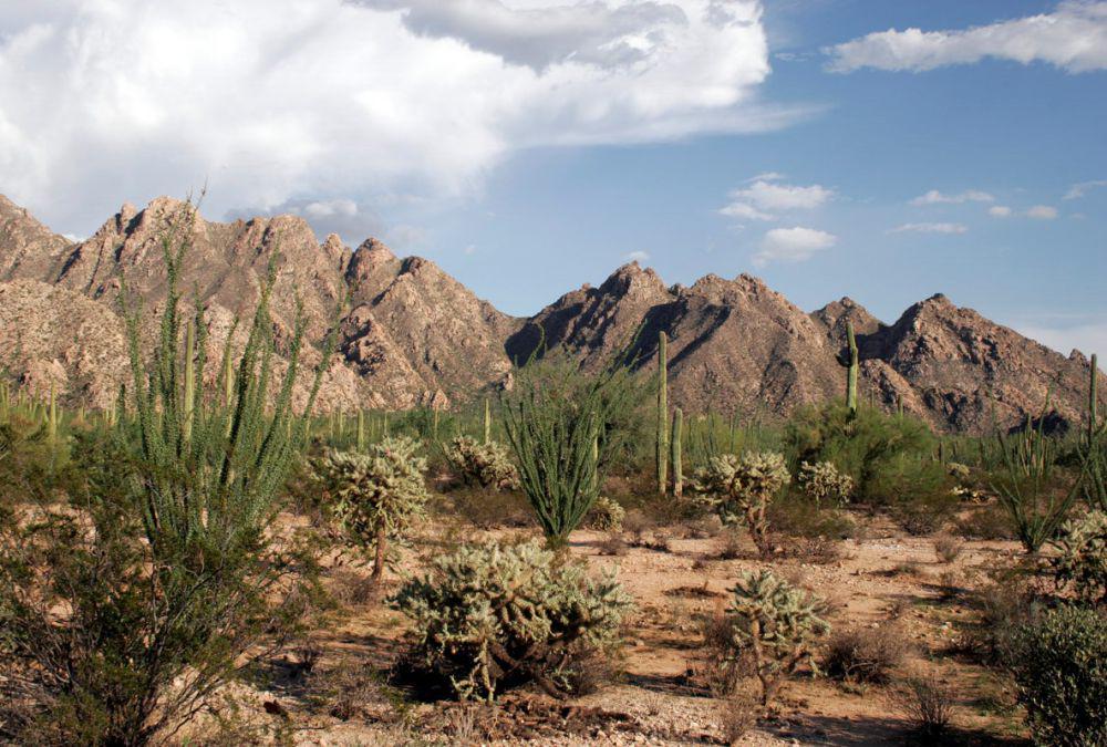 5 Fakta Unik Gurun Sonoran, Gurun Paling Tropis di Amerika Utara