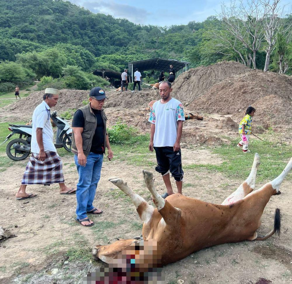 11 Sapi Mati Diduga Keracunan Limbah Tambang Emas di Sumbawa Barat