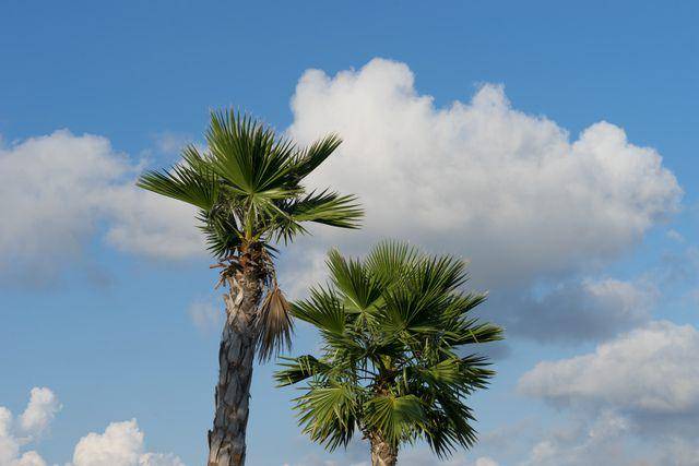 potret talipot palm (vecteezy.com/ringgrass279088)