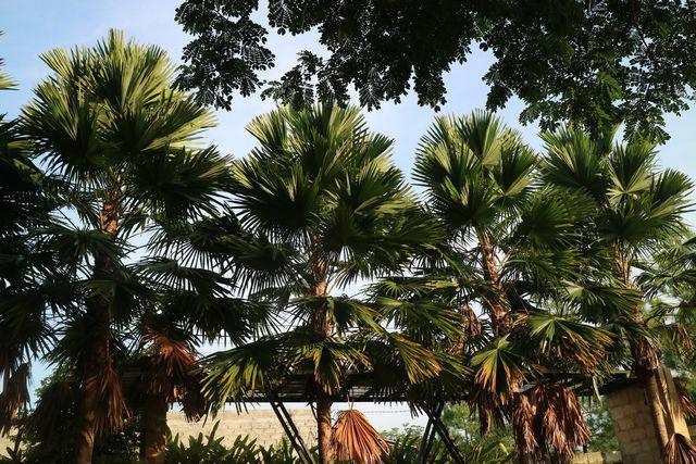5 Fakta Talipot Palm, Pohon Langka yang Berbunga Sekali Seumur Hidup