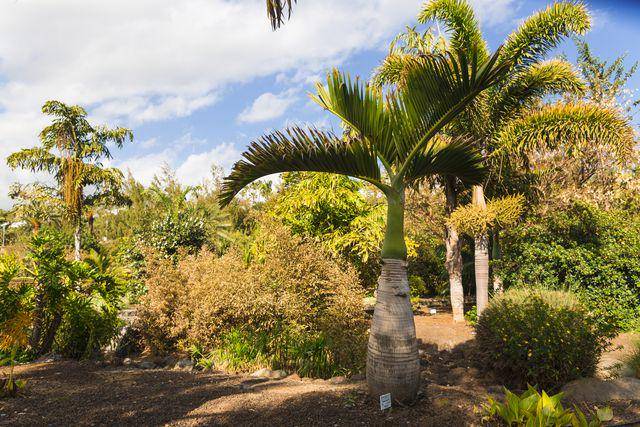 potret talipot palm (vecteezy.com/ast007392369)