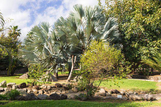 potret talipot palm (vecteezy.com/ast007392369)