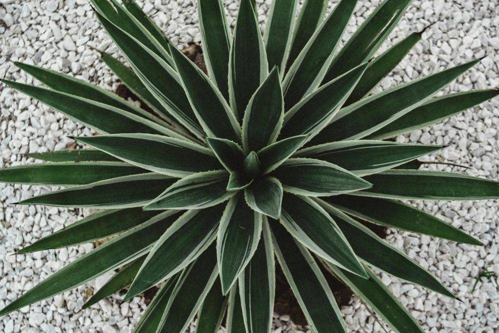 potret century plant (pexels.com/Valerie Sidorova)