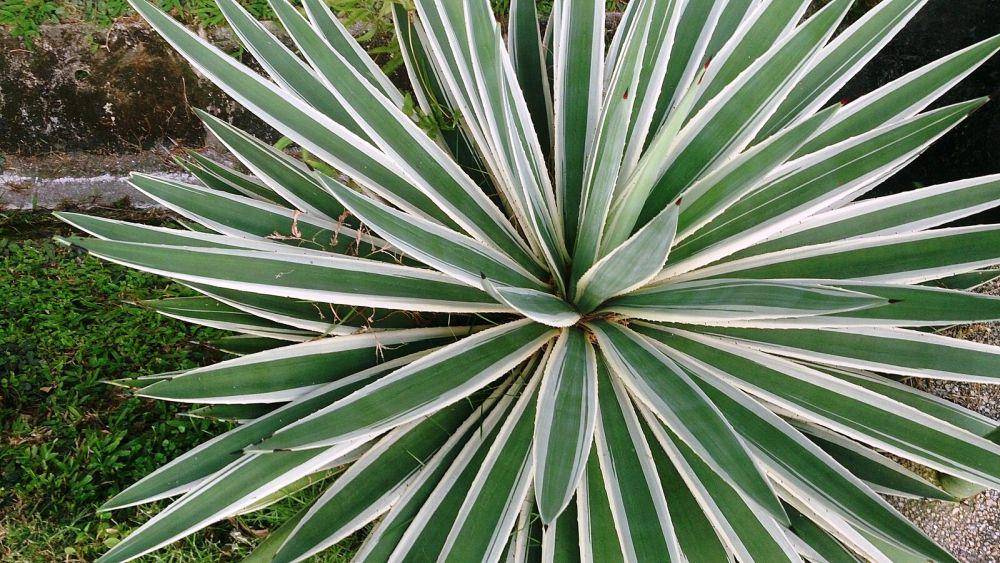 potret century plant (commons.wikimedia.org/Mokkie)