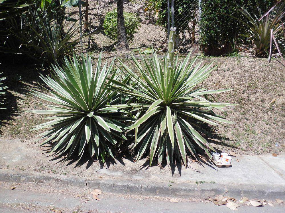 potret century plant (commons.wikimedia.org/Veronidae)