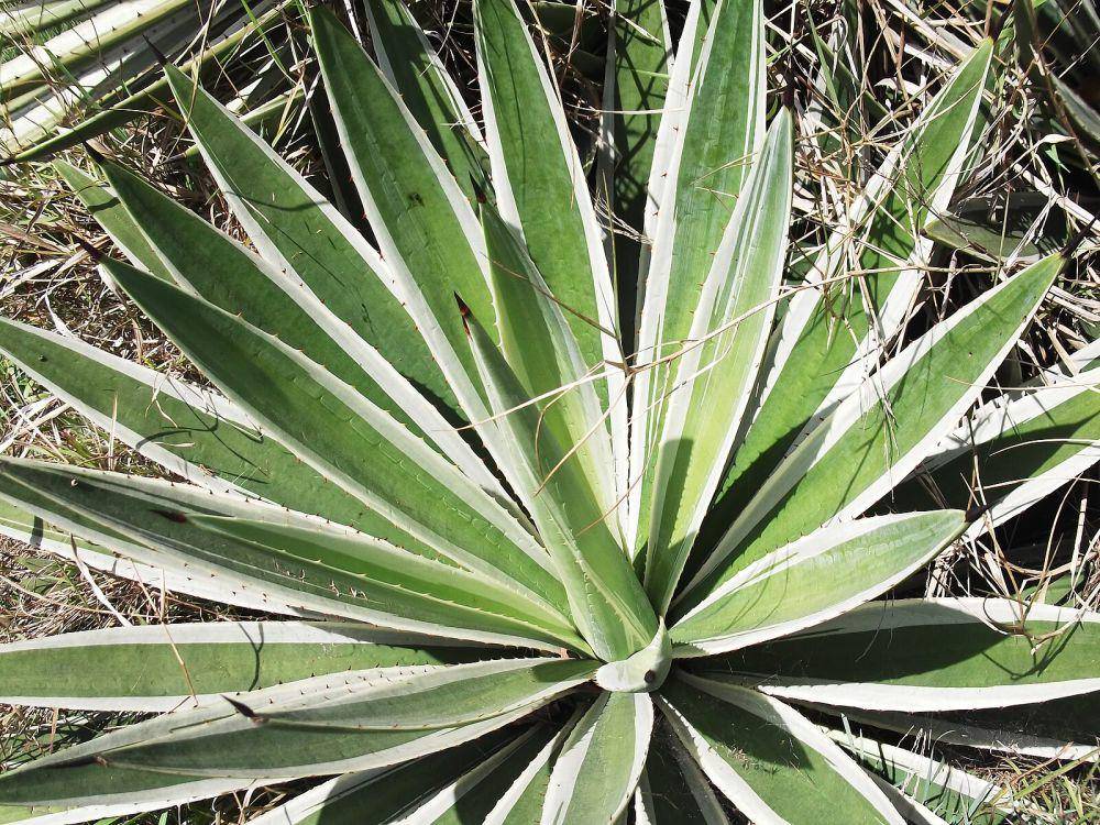 potret century plant (commons.wikimedia.org/Yercaud-elango)