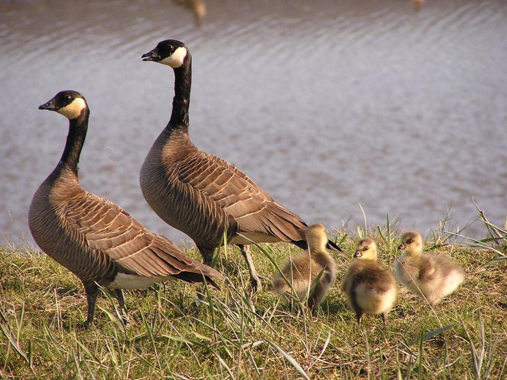 5 Angsa dari Genus Branta, Penghuni Benua Amerika dan Eropa