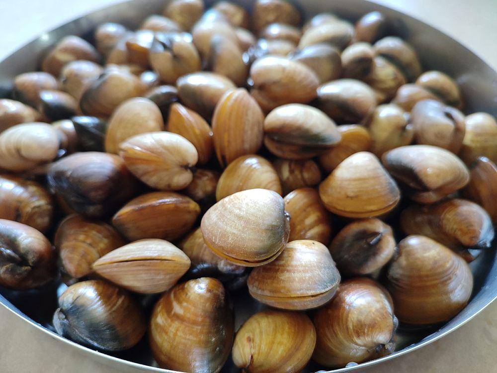 ilustrasi kerang (commons.wikimedia.org/Pratishkhedekar)