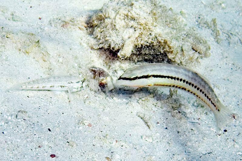 Halichoeres bivittatus sedang bersama ikan lain di dasar laut. (commons.wikimedia.org/Paul Asman and Jill Lenoble)