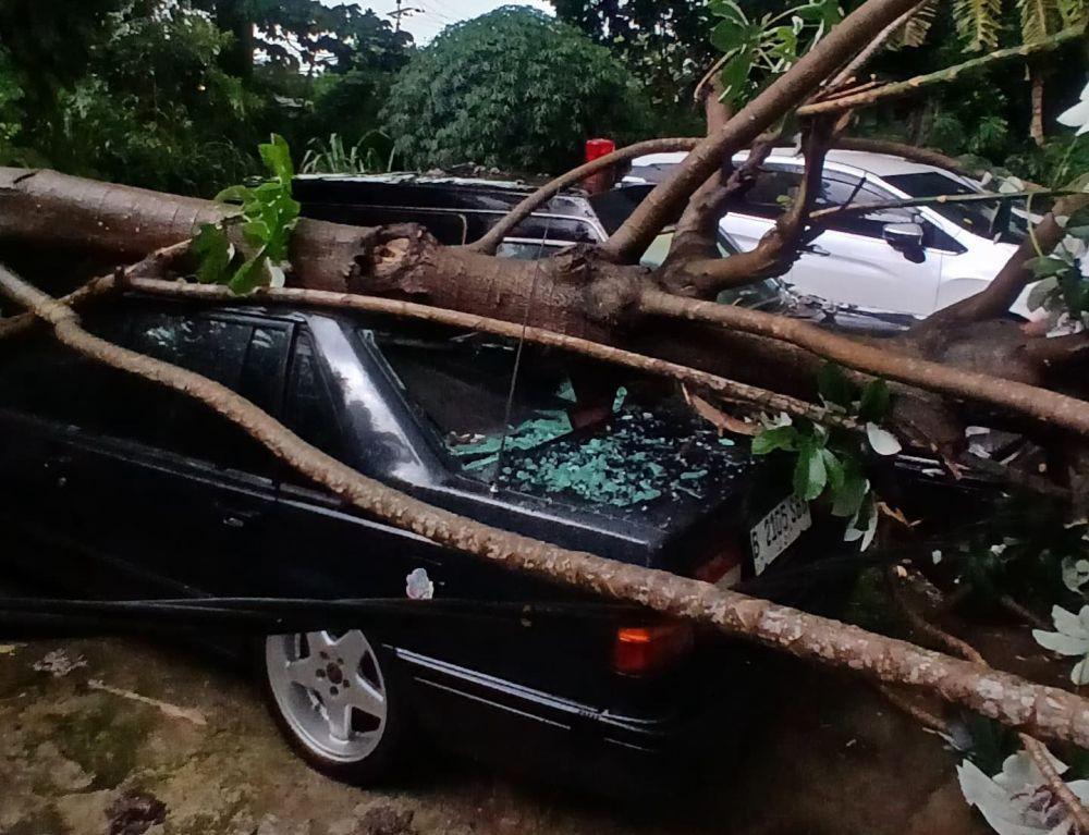Depok Diterjang Hujan Angin, Pohon Tumbang Timpa Mobil