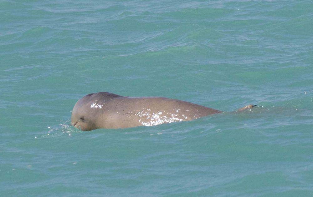 Australian snubfin dolphin (inaturalist.org/Chris_barnesoz
