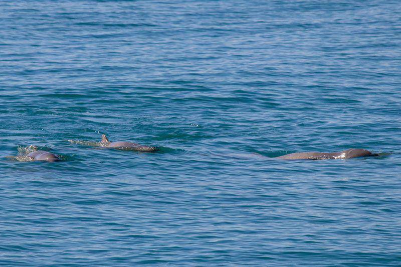 Australian snubfin dolphin (inaturalist.org/Azambolli)