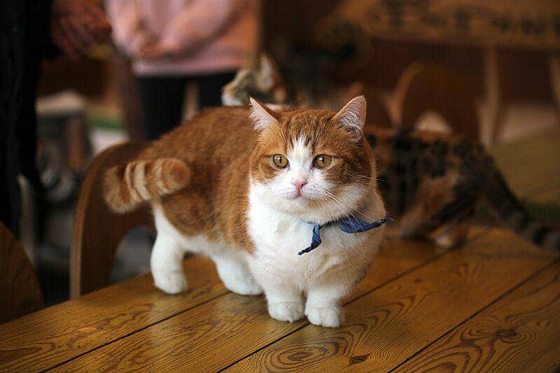 Munchkin (commons.wikimedia.org/Tasy Hong)