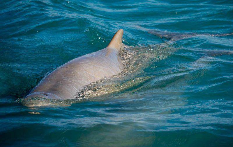 Australian snubfin dolphin (inaturalist.org/Nicole_andrews)